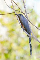 Bay-breasted Cuckoo